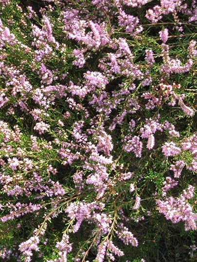 Heather