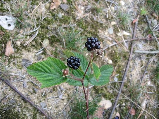 Blackberries