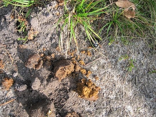 Dung beetle