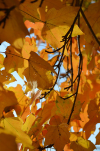 Fall Maple Leaves, photo Susan Katz Miller