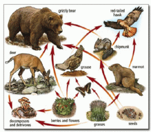 Food_web_3