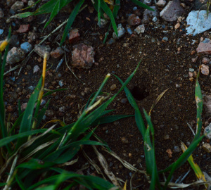 Photo courtesy of Sebring's Snapshots.