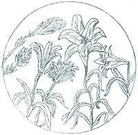 Xianna Michaels Flower Mandala