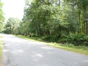 find the pony in the forest...he has the right of way