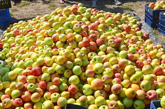 pftp-apple-pile