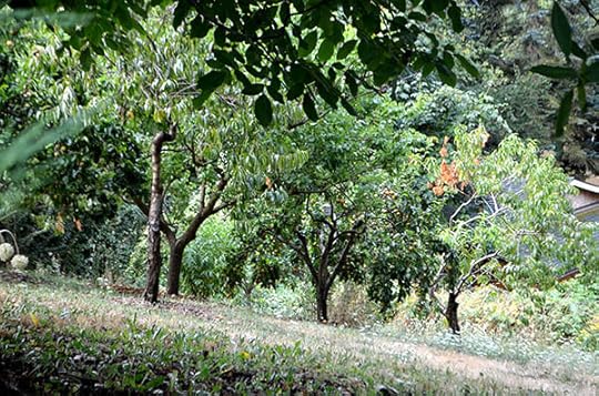 pftp-hillside-orchard
