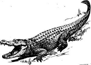 crocodile