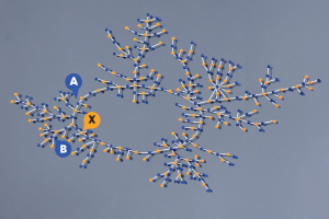 This ring network maps the sexual relationships among half the students in a Midwestern high school over a period of 18 months. (Orange nodes represent females, blue nodes males.) Node X represents a student who had an STD. Node A and Node B are each five steps from X—but Node A is more vulnerable, because the STD can travel in either direction around the ring to reach him. (Illustration by Mark Zurolo ’01MFA and Celia Poirier)