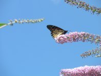 Monarch Butterfly