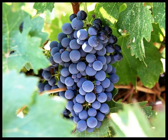 Closeup of grapes on the vine from Flickr via Wylio