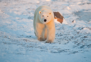 Polar Bear Seal River Lodge