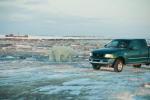 Eisbär bei Churchill
