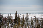 Polar Bear Marathon Hudson Bay
