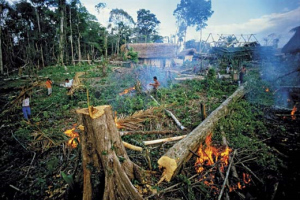 Destruction of Forests in India