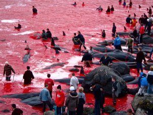 Dolphins Slaughtered in Japan