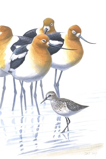 American Avocets with Semipalmated Sandpiper
