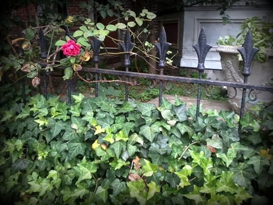 Rose on Fence
