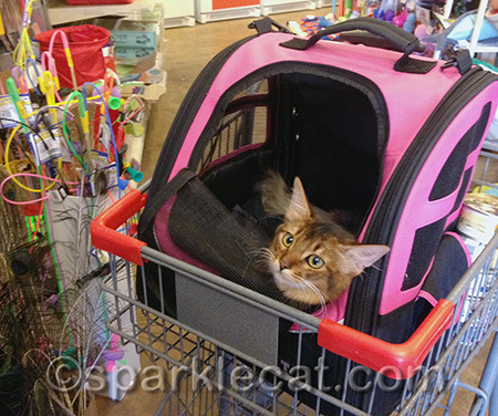 This was taken at The Urban Pet in South Pasadena