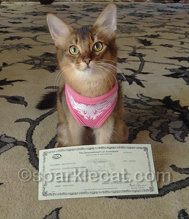 I already have some ribbons!