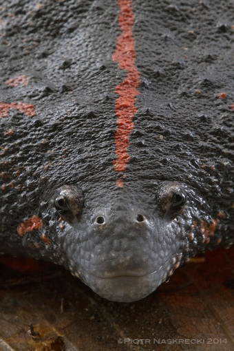 A portrait of uo, or the Mexican burrowing toad (Rhinophrynus dorsalis) from Belize.