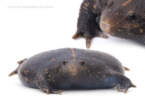 Perhaps not the most graceful of frogs, uo’s morphology is perfectly adapted to fossorial lifestyle and hunting for social insects.