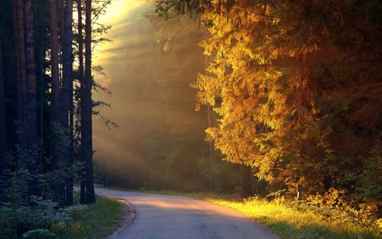 trees_sun_rays_on_road