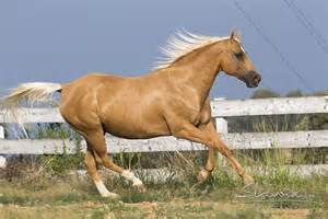 palomino