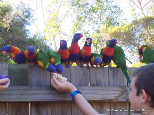 More lorikeets