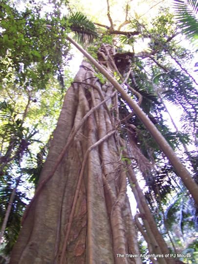 Strangler Fig