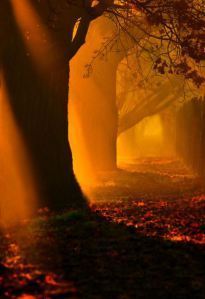 golden autumn morning
