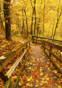 autumn comes calling