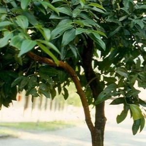 cassia-cinnamomum-cassia
