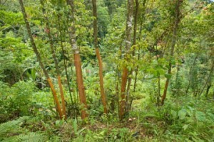 tree cinnamon