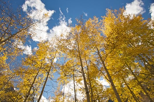 photo fallcolors_zps25ac503d.jpg