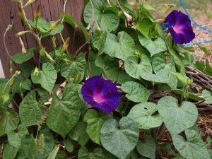 Morning Glories