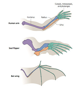 From Zimmer and Emlen, Evolution: Making Sense of Life