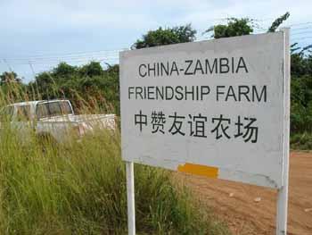 china_zambiafriendshipfarmcrop