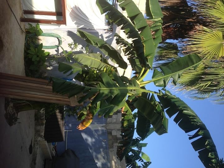Our temporary shower under the banana tree.
