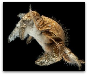 Hoff Crab