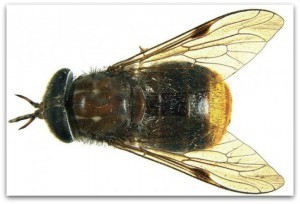 Scaptia Beyonceae