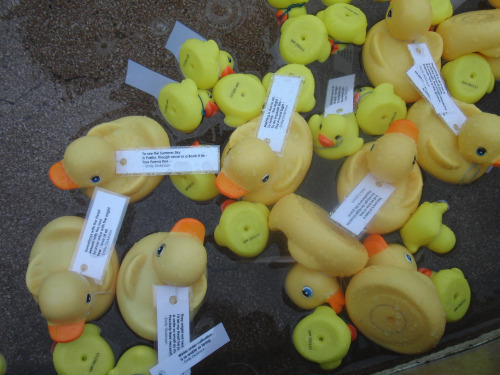 ducks