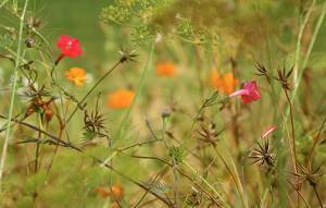 Tangle of weeds & blossoms