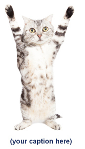Cat hands up