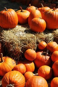 lots_of_pumpkins_by_seastar114-d4ax540