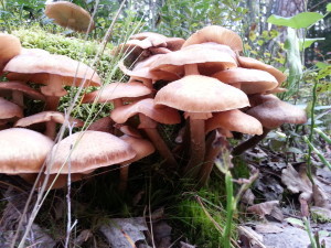 Not chanterelles