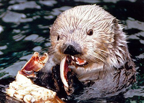 lontra
