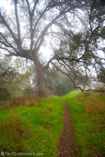 The importance of weather and setting in fiction | A Feast of Weeds | JamieThornton.com #fog