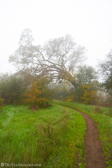 The importance of weather and setting in fiction | A Feast of Weeds | JamieThornton.com #fog