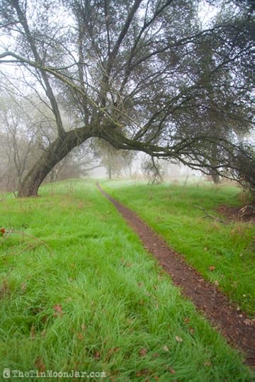 The importance of weather and setting in fiction | A Feast of Weeds | JamieThornton.com #fog