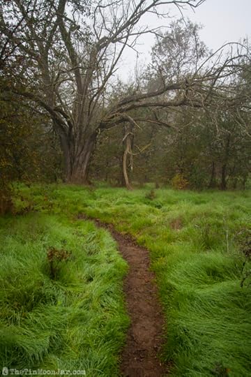 The importance of weather and setting in fiction | A Feast of Weeds | JamieThornton.com #fog